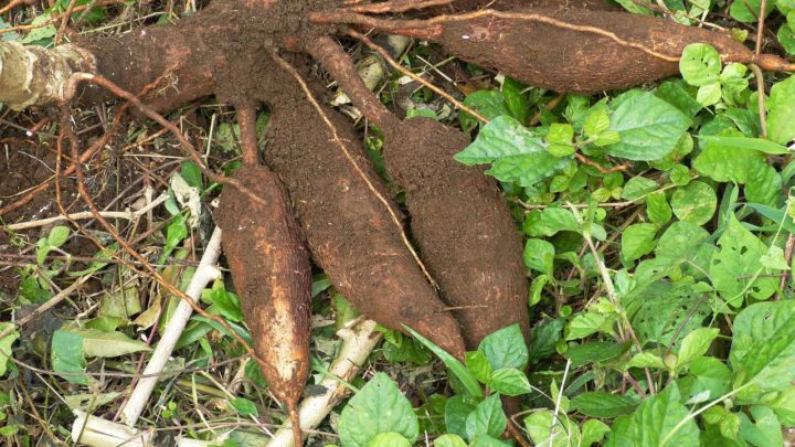 Le manioc : une culture essentielle pour lutter contre la faim dans le monde