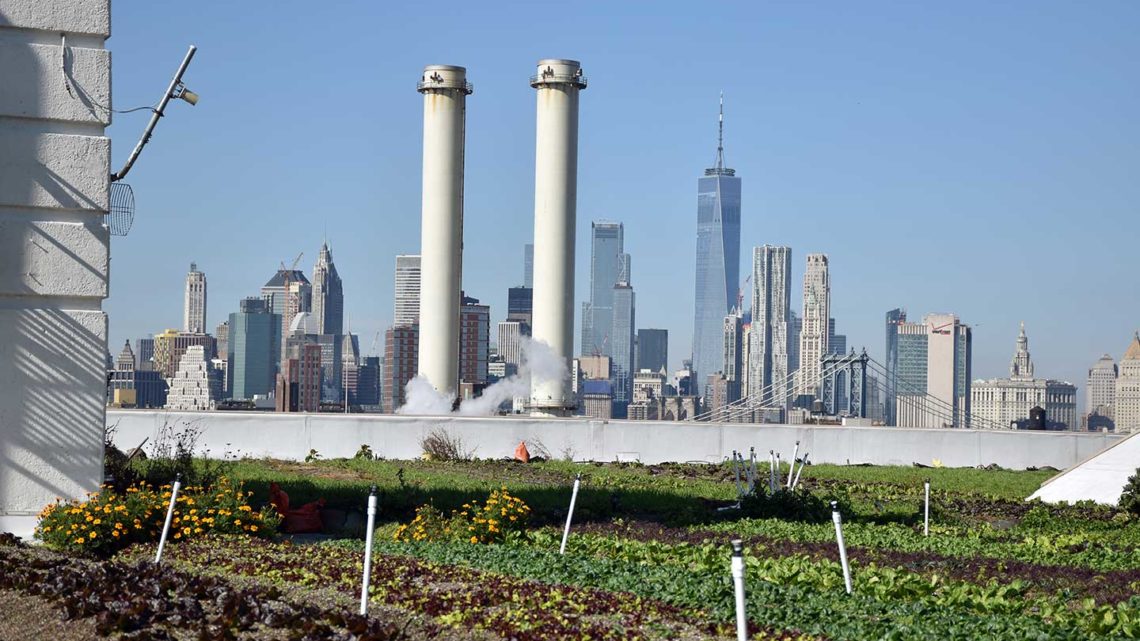 Ils récoltent leurs légumes sur les toits de New-York