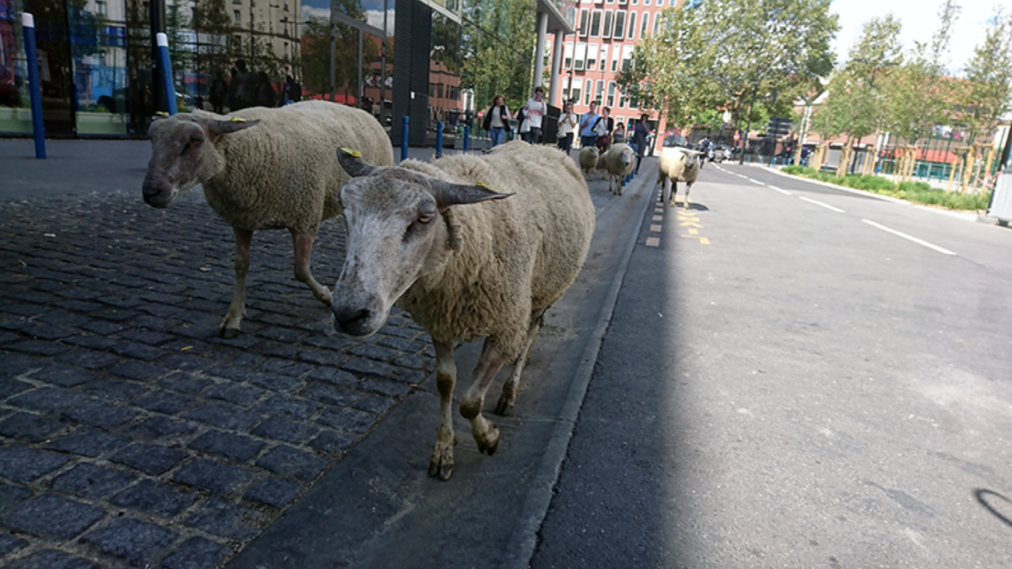 Quand les moutons circulent sur les trottoirs de nos villes