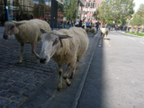 moutons-en-ville-leterrier