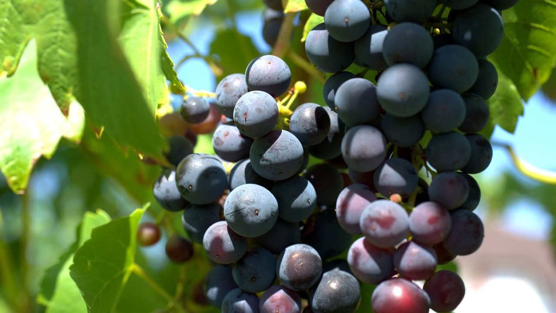 Journée d’étude- La viticulture : vecteur de transition écologique
