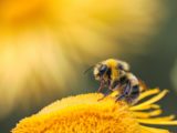 neonicotinoides-abeilles