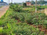 Agriculture urbaine et associations de Cultures de Légumes au Gabon