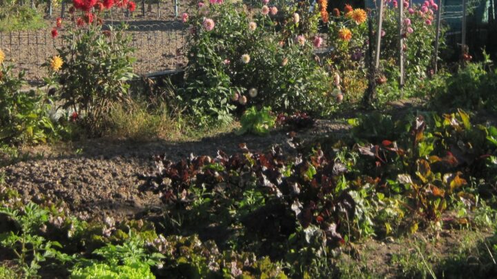 Le SOL (Dumat & Schreck, 2026)